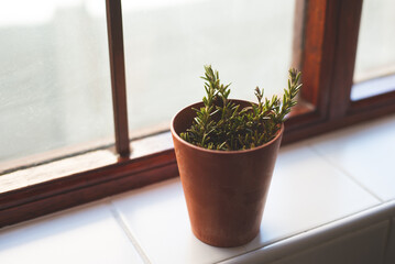 Rosemary cuttings on a windowsill 