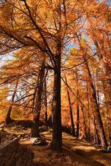 Fototapeta premium alberi autunno larici foresta colori autunno trentino 