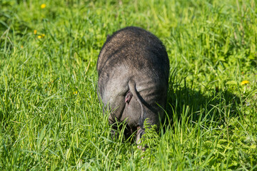 Vietnamese pot-bellied pig graze on the yard.