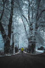 white and frosty winter trees