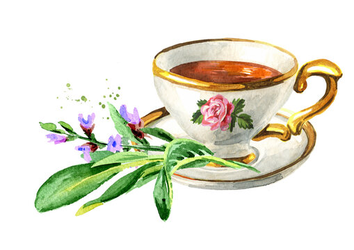 Cup of tea with Sage. Hand drawn watercolor illustration isolated on white background