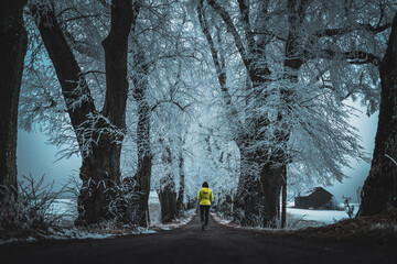 white and frosty winter trees