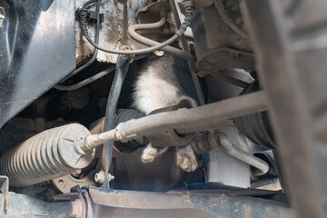 cat climbed under the car engine and got stuck in the drive belt