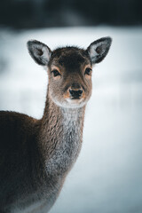 A deer in the forest