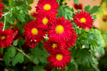 Inflorescences of red chrysanthemums. autumn