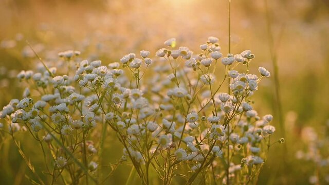 Daisy fleabane sunrise slow motion