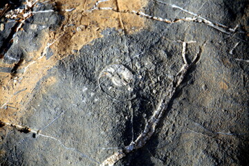 Marine fossil embedded in the gray stone, Jabal Akhdar region, Oman