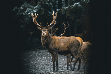 A deer in the forest