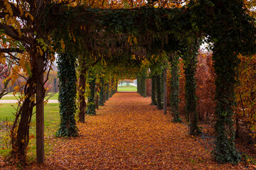 Fototapeta na wymiar Paesaggio in autunno con alberi dai colori rossi