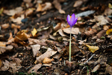 Life makes its way through the fallen leaves