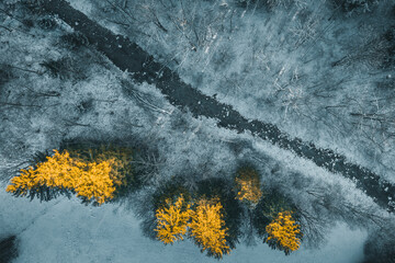 snowy forest from above
