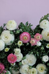 Ranunculus flower.buttercup flowers.White and pink ranunculus flowers  set on pink background. Floral card with delicate  flowers in pastel colors.Wedding day, mother's day and women's day.