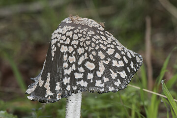 Coprinus picaceus Magpie Fungus pretty mushroom of black and white color at maturity, although without culinary interest, the sheets when ripe are liquefied into an ink-like liquid