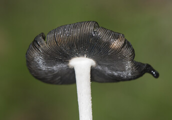 Obraz premium Coprinus picaceus Magpie Fungus pretty mushroom of black and white color at maturity, although without culinary interest, the sheets when ripe are liquefied into an ink-like liquid