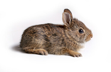 Eastern Cottontail baby rabbit.