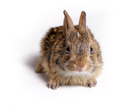 Eastern Cottontail baby rabbit.