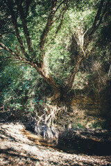 Medio ambiente de la sierra de Huelva.
paisajes de fantasía de la tierra media y bosques de otro tiempo.