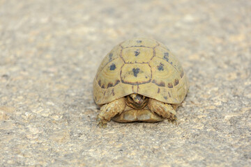 Small cute turtle on road