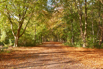 Ein breiter Waldweg im Herbst, bedeckt mit Laub.