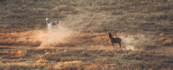 asnos corren libres en el campo al atardecer en una calurosa tarde de verano