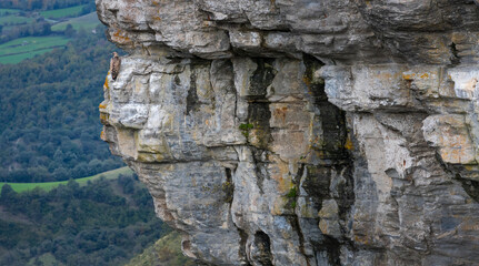 Griffon vulture (Gyps fulvus) at the Salto del Nervion in the Monte Santiago Natural Monument. Region of the Merindades. Province of Burgos, Autonomous Community of Castilla y León, Spain, Europe