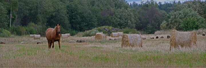 the herd of sheep and a horse is grazed on the squeezed grain field