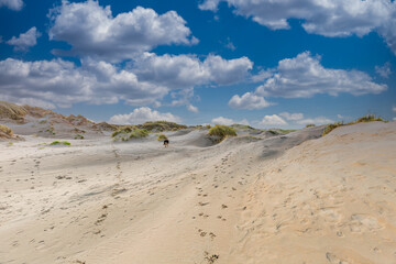 Fototapeta na wymiar Dune landscape with a gentle slope of drifting sand rising to the top of the dune with here and there groups of dune grass against a background of blue sky with Dutch clouds sky and a German Shepherd 