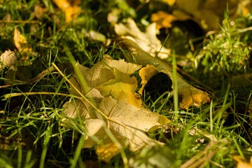 Close up view of autumn colorful leaves on frozen grass in the morning