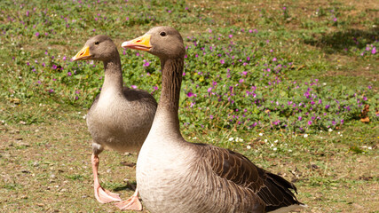 Naklejka na ściany i meble A pair of greylag geese on a meadow