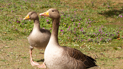 A pair of greylag geese on a meadow