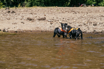Australian Shepherd dogs wearing lifejackets standing in lake water