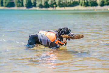Australian Shepherd dog with big stick in mouth wearing lifejackets standing in lake