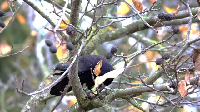 Raven crow sits on a branch in a walnut tree and picks nuts