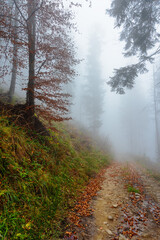 Fototapeta na wymiar Autumn forest in the Ukrainian Carpathian mountains with fog and trees with yellow-red leaves