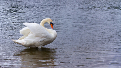 Swan cleaning itself