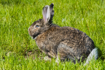 Gray bunny rabbit hare sitting on green grass.