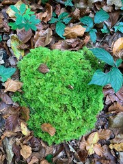 green moss on the ground