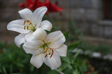 white Lily aliner la hybrid variety close-up.