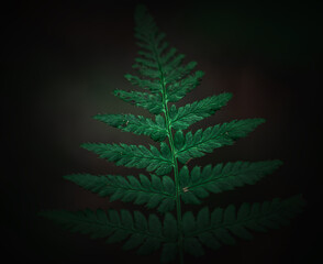 Farn in der Dämmerung