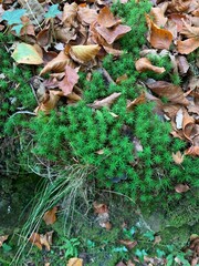 fallen autumn leaves