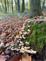 autumn in the forest