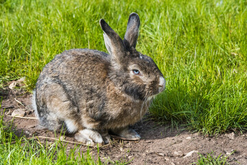 Gray bunny rabbit hare sitting on green grass.