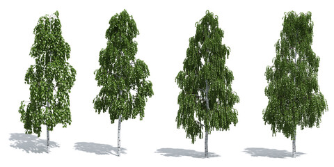 Birch trees isolated on white background