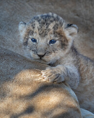 Lion cub with mama