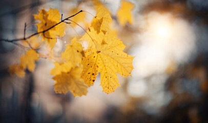 Branch of maple tree with autumn yellow leaves.