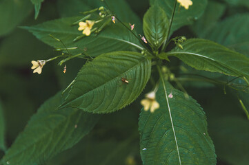 spider on leaf