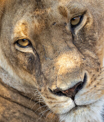 Lioness face