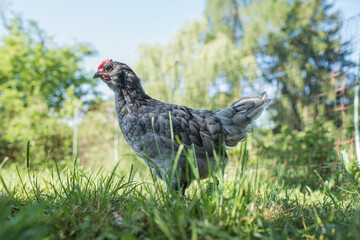 hen on the grass