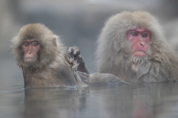 Snow Monkey bath