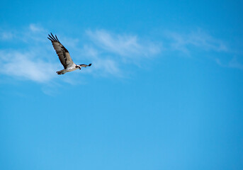 A bird flies over Cocoa Beach in Florida against a backdrop of a bright blue sky on a sunny day, with minimal clouds.